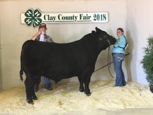 Angus Bull Spencer 2018